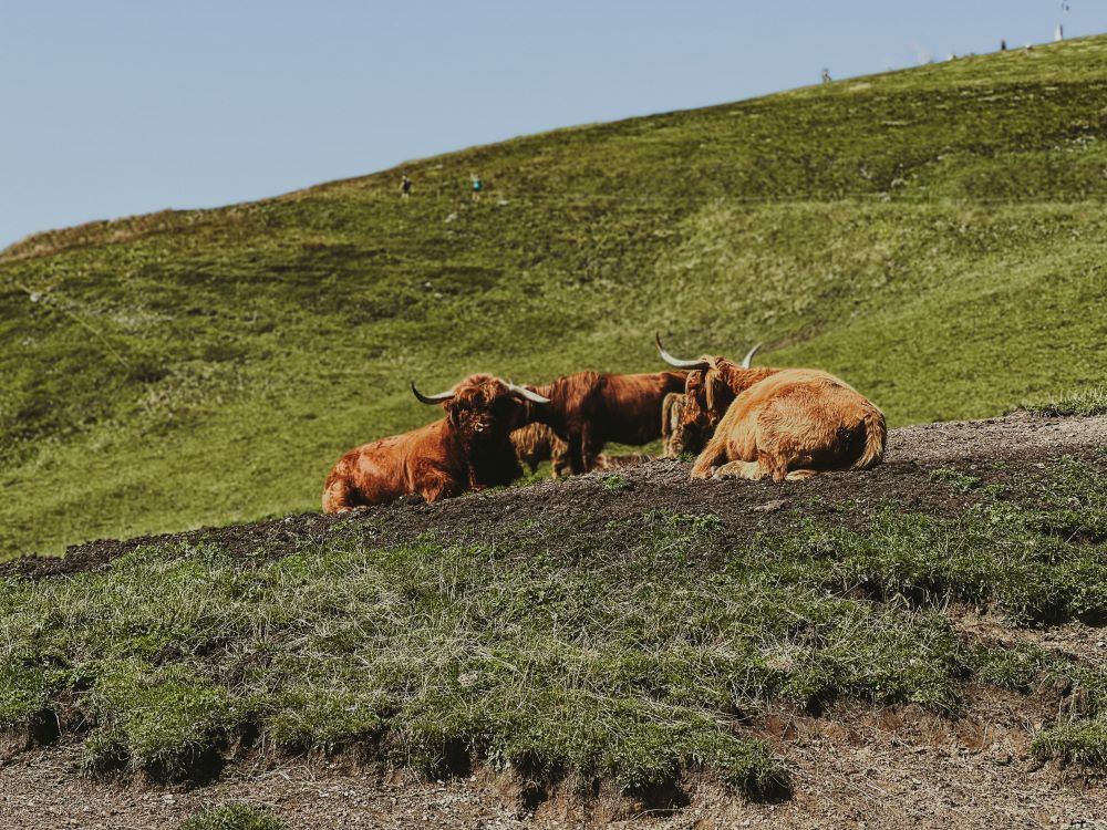 vacas escocesas en dolomitas